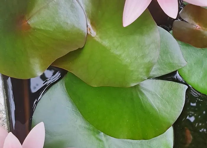 Friends'house - Azores בית נופש לאגואה