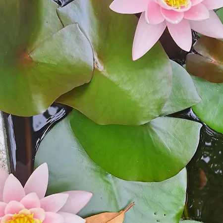 Friends'house - Azores Feriehus Lagoa (Azores)