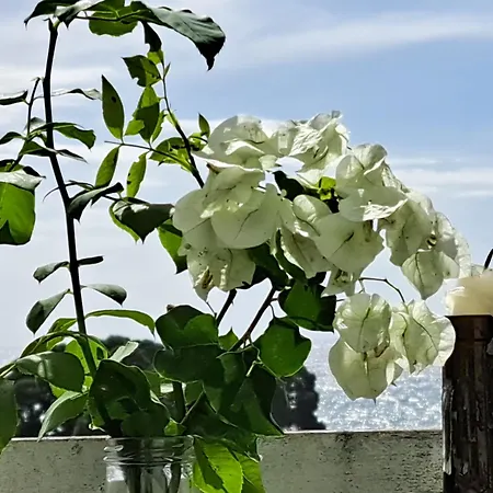 Friends'house - Azores *