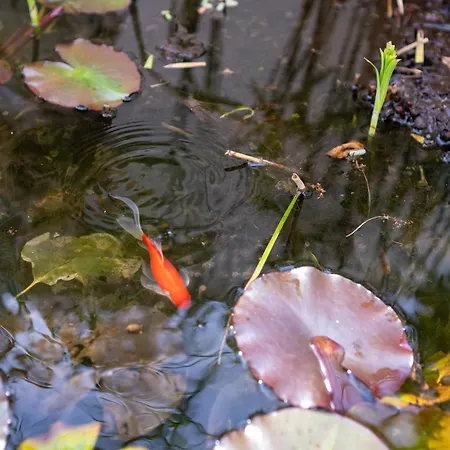 度假居 Friends'house - Azores